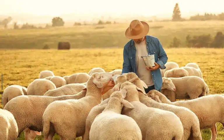 un berger et ses moutons