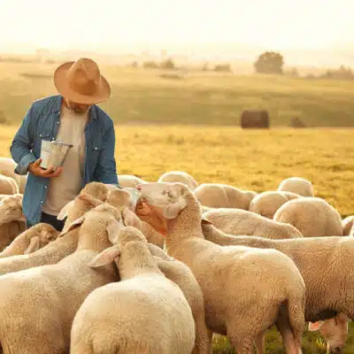 troupeau de mouton pour la laine